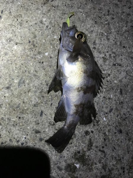 久しぶりのアジング