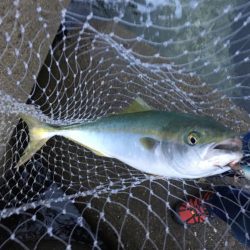 少し沖でハマチ連発！