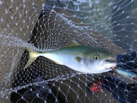 少し沖でハマチ連発！