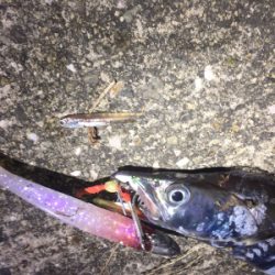 湾内タチウオ好調