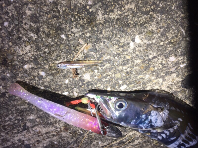 湾内タチウオ好調