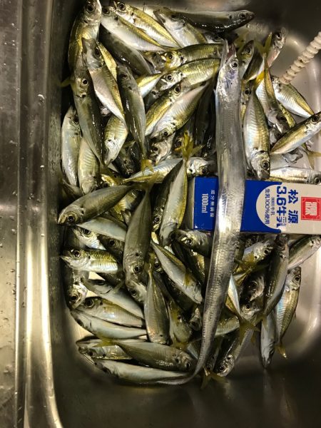 タチウオ、アジ爆釣