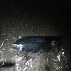 ちょいエギング