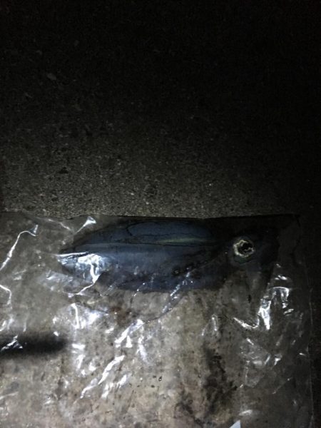 ちょいエギング