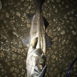 初シーバス！ゲット