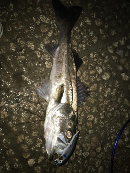 初シーバス！ゲット