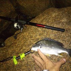 初の手のひら以上キビレ