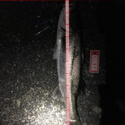 週末台風なので前倒し釣行。明日も仕事だ。