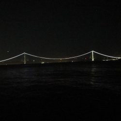 チビガシラのみ