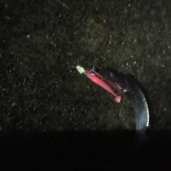 コンスタントに釣れました。