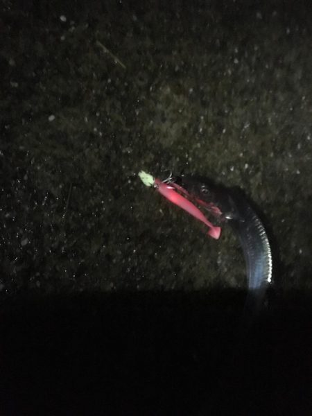 コンスタントに釣れました。