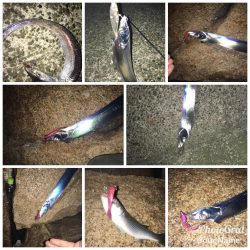 シーバス狙いが （汗）