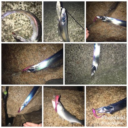 シーバス狙いが （汗）