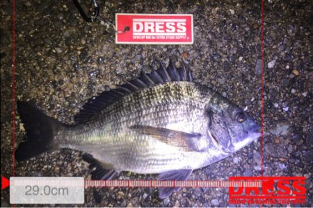 アジングにて初魚種