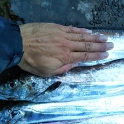 阿南市の辰巳でドラゴン