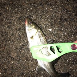 タチウオ狙いで行くも…