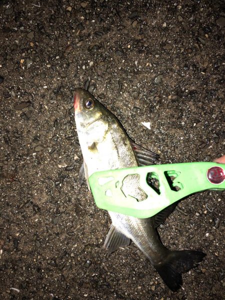 タチウオ狙いで行くも…