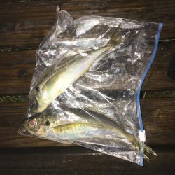 雨のアジング！