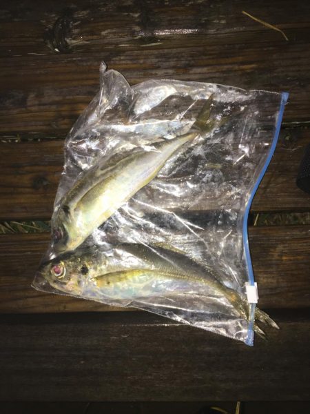 雨のアジング！