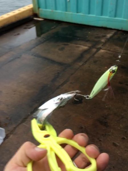 エコギアルアーいいね！