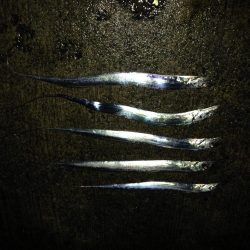 NEWロッドで良釣