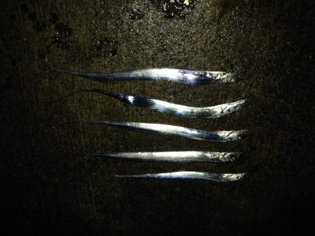 NEWロッドで良釣