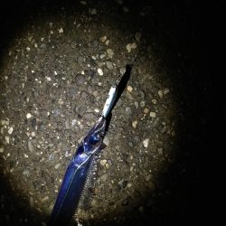 青物釣りたーい