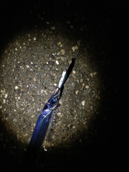 青物釣りたーい