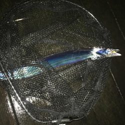 アジングで珍客