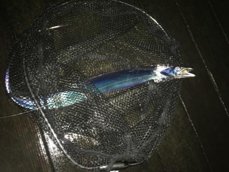 アジングで珍客