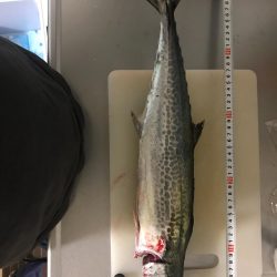 タチウオ、サゴシ