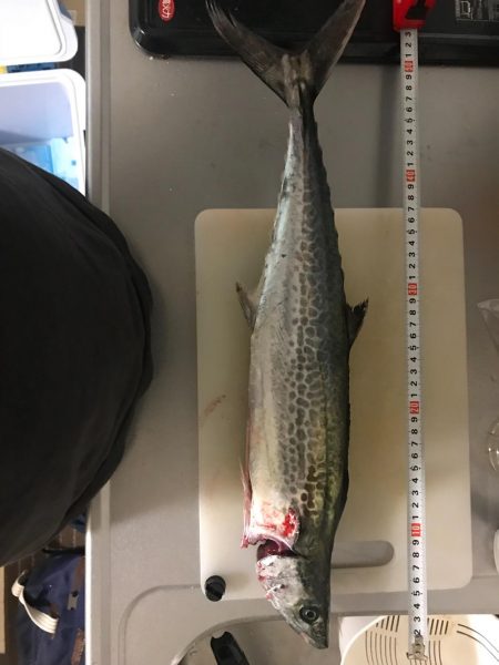 タチウオ、サゴシ