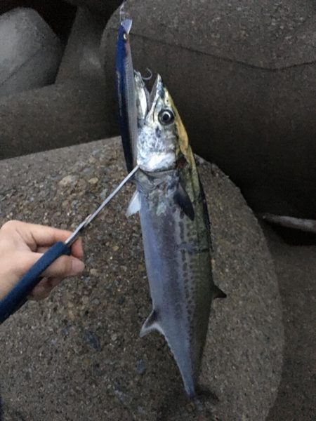 タチサゴハマチ！久しぶりの三種コンプ