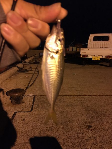 雨か降る前にエギング、アジング