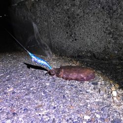 コウイカです。