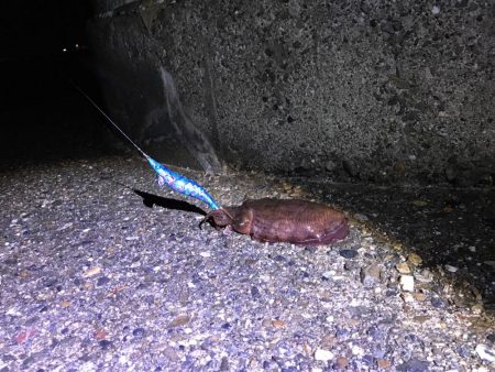 コウイカです。