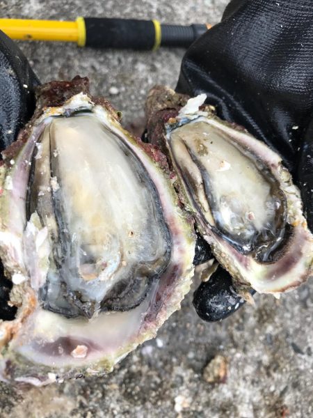 ジグヘッドでエサ釣り