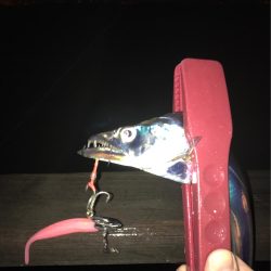 嵐の前のタチウオ調査