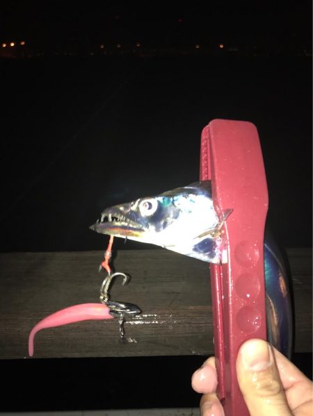 嵐の前のタチウオ調査