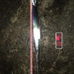 シーバスのはずが(^^;