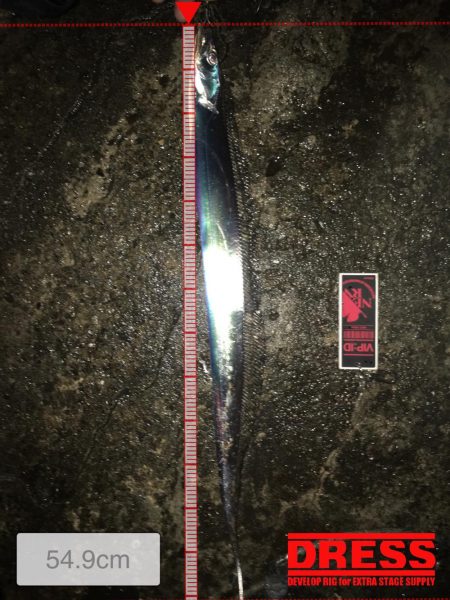 シーバスのはずが(^^;