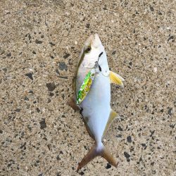 朝マズメ 1時間