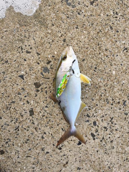 朝マズメ 1時間