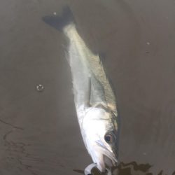 台風前 ウェーディング