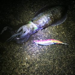 台風前 エギング