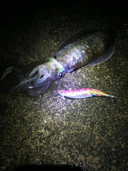 台風前 エギング