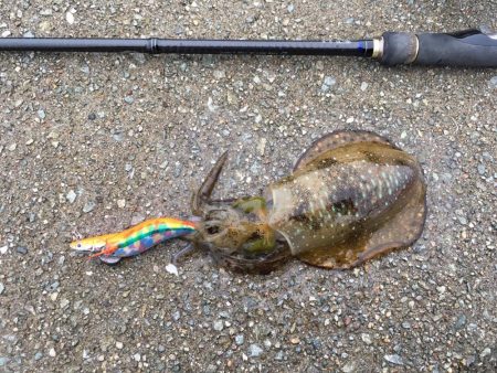 台風前のエギング