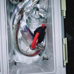 サゴシと太刀魚