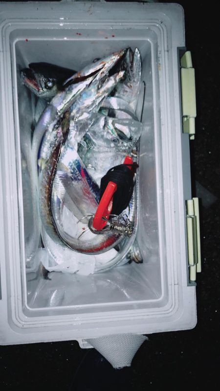 サゴシと太刀魚