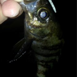 プリ台風前アジング